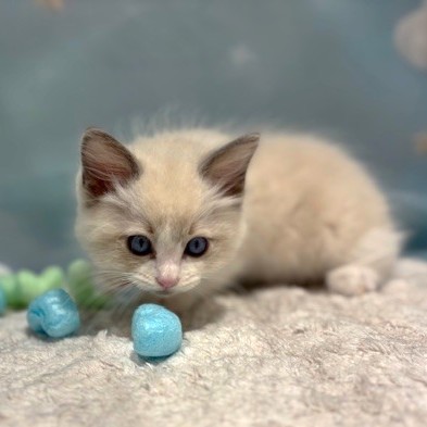福岡県のラグドール (犬の家＆猫の里トリアス久山店/2026年3月16日生まれ/男の子/ブルーポイントバイカラー)の子猫の4枚目の画像