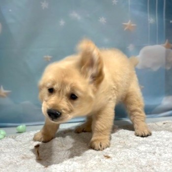 福岡県のゴールデンレトリバー (犬の家＆猫の里トリアス久山店/2026年3月17日生まれ/男の子/ゴールデン)の子犬の4枚目の画像