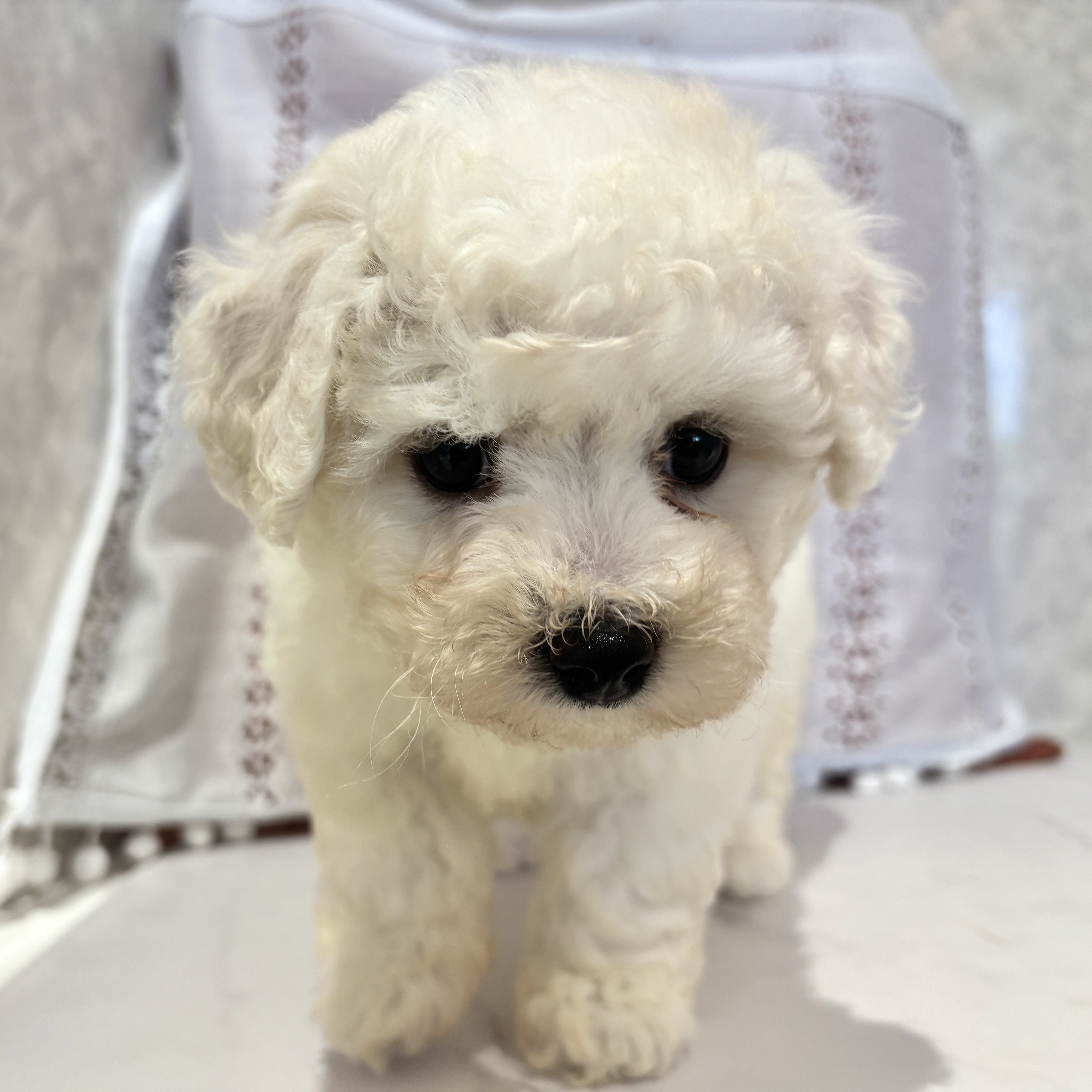 福岡県のビションフリーゼ (犬の家＆猫の里くりえいと宗像店/2026年3月15日生まれ/女の子/ホワイト)の子犬の4枚目の画像