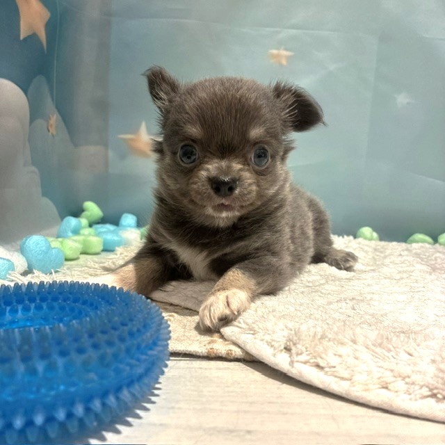 福岡県のチワワ(ロング) (犬の家＆猫の里トリアス久山店/2026年3月17日生まれ/男の子/ブルータンホワイト)の子犬の4枚目の画像