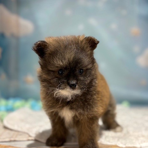 福岡県のポメプー(ポメラニアン×プードル) (犬の家＆猫の里トリアス久山店/2026年3月16日生まれ/男の子/オレンジ)の子犬の4枚目の画像