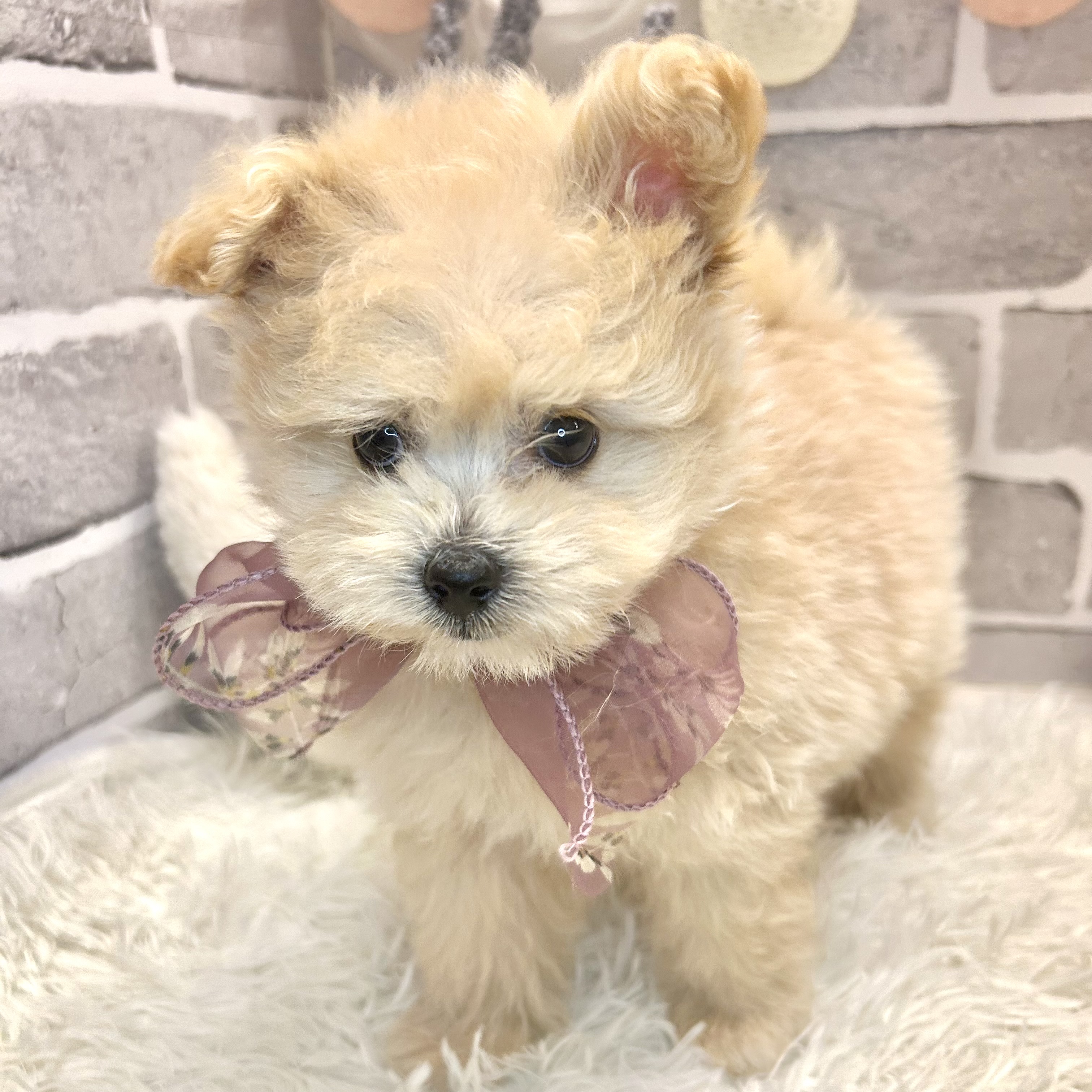 兵庫県のポメプー(ポメラニアン×プードル) (犬の家＆猫の里神戸店/2026年3月17日生まれ/男の子/アプリコットホワイト)の子犬の4枚目の画像