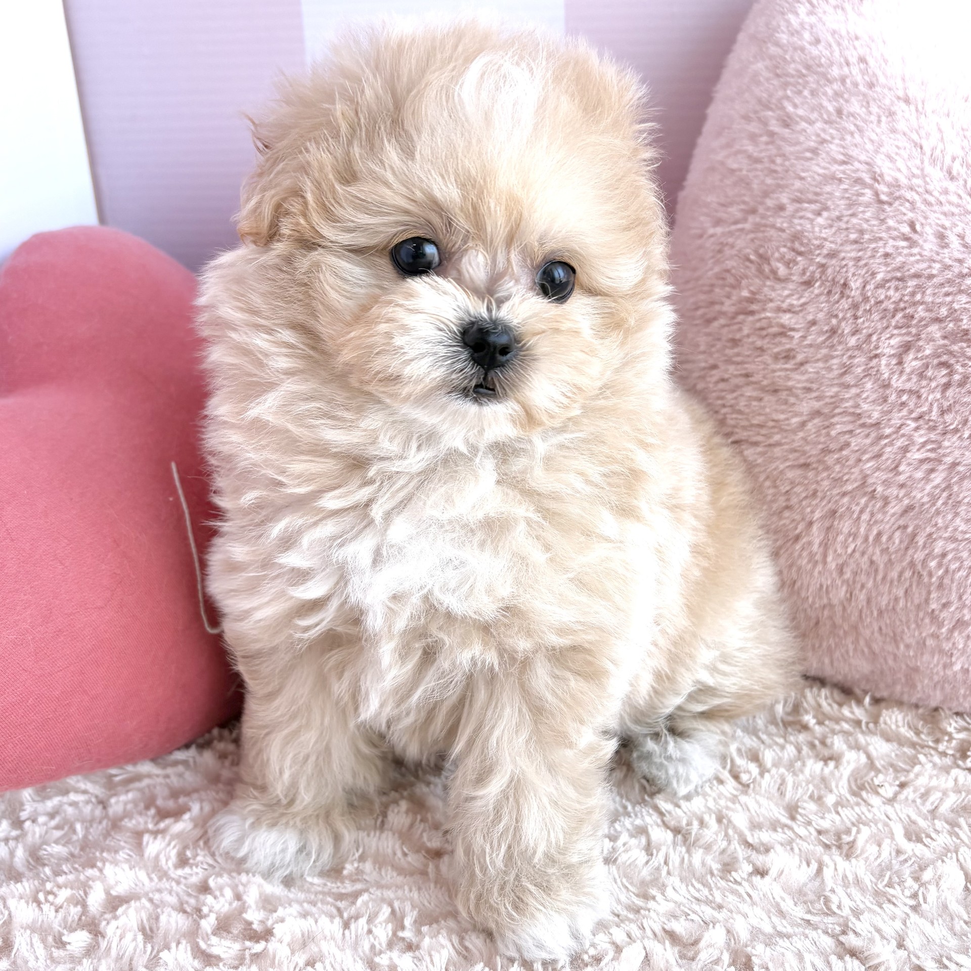 岡山県のポメプー(ポメラニアン×プードル) (犬の家＆猫の里倉敷中庄店/2026年3月17日生まれ/女の子/アプリコットホワイト)の子犬の4枚目の画像