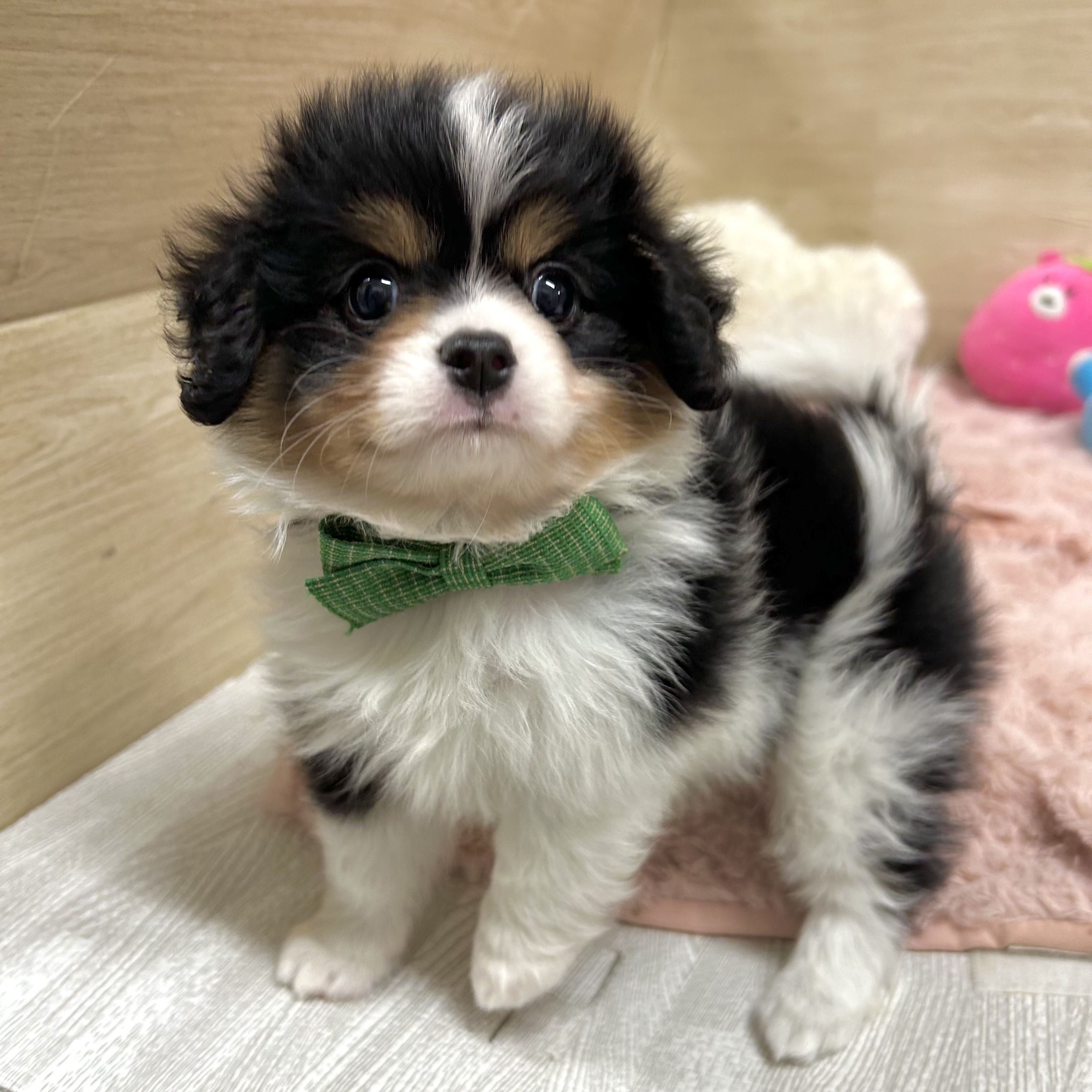 大阪府のハーフ犬・ミックス犬 (犬の家＆猫の里そよら東岸和田店/2026年3月17日生まれ/男の子/ブラックタンホワイト)の子犬の4枚目の画像
