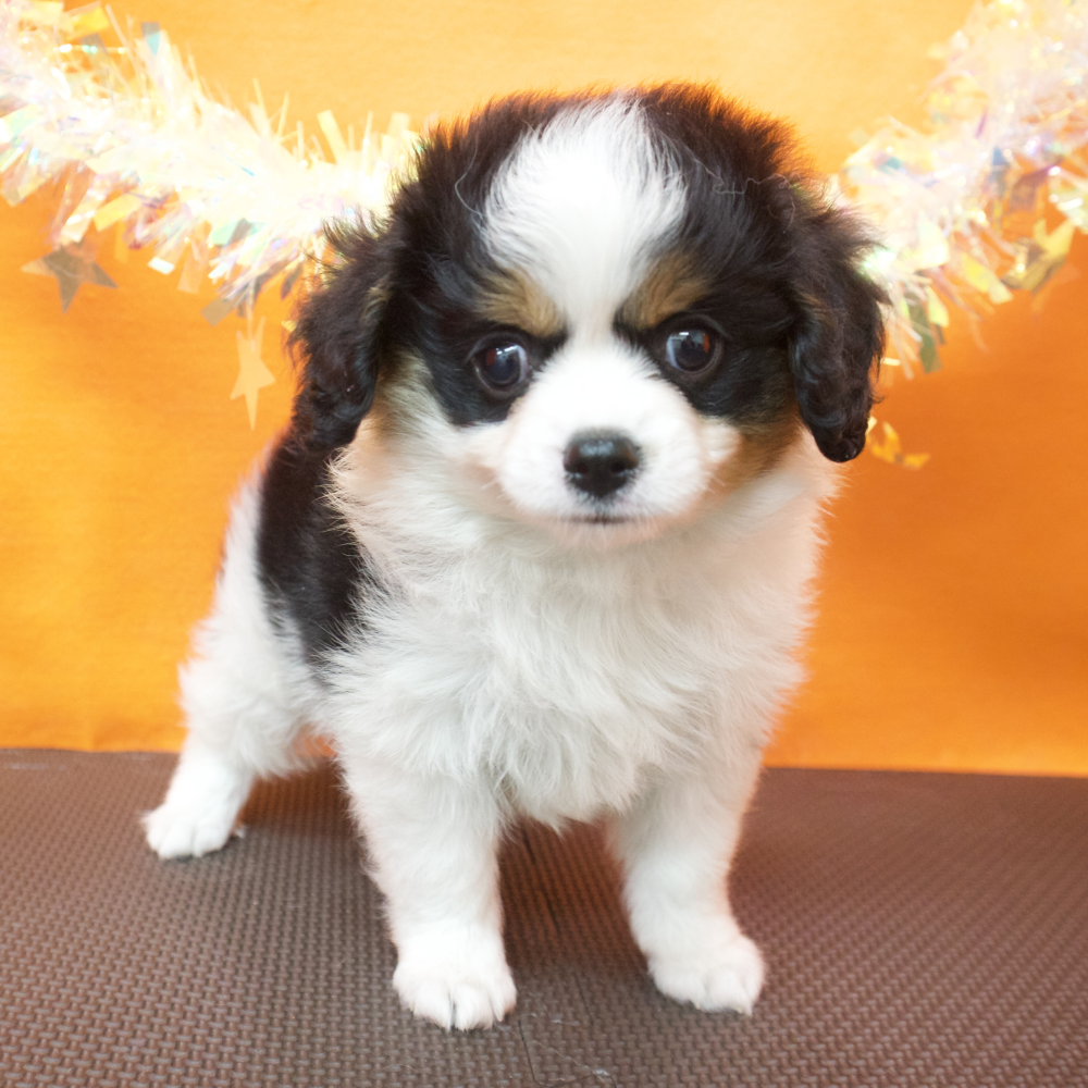 大阪府のハーフ犬・ミックス犬 (犬の家＆猫の里吹田店/2026年3月17日生まれ/男の子/ブラックタンホワイト)の子犬の4枚目の画像