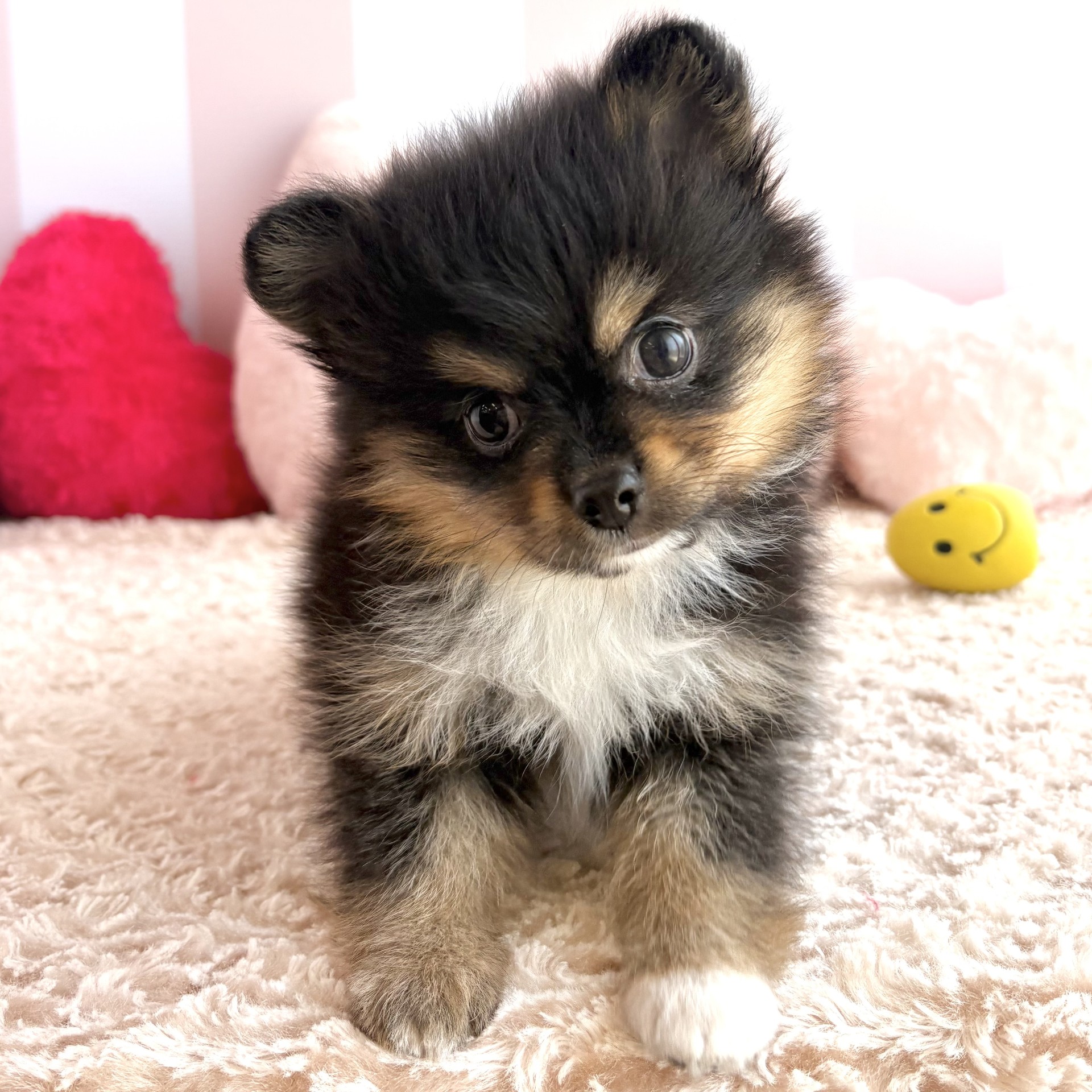岡山県のポメチワ/チワポメ/ポメチー(ポメラニアン×チワワ) (犬の家＆猫の里倉敷中庄店/2026年3月17日生まれ/女の子/ブラックタンホワイト)の子犬の4枚目の画像