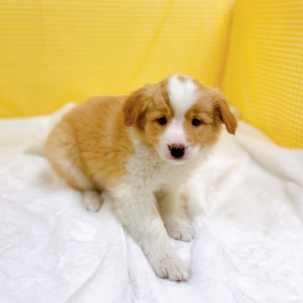 愛知県のボーダーコリー (犬の家＆猫の里一宮店/2026年3月18日生まれ/女の子/レッドホワイト)の子犬の4枚目の画像