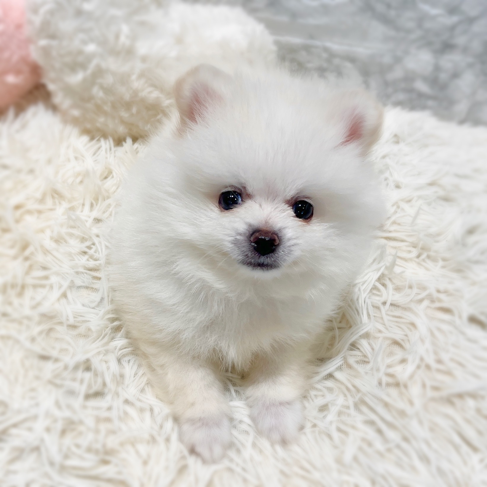 愛知県のポメラニアン (犬の家＆猫の里MiO香久山店/2026年3月16日生まれ/男の子/ホワイト)の子犬の1枚目の画像