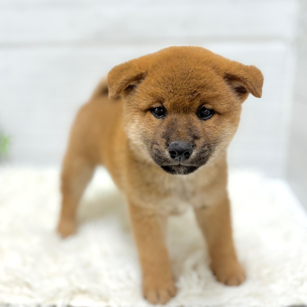 愛知県の柴犬(標準サイズ) (犬の家＆猫の里豊田店/2026年3月17日生まれ/男の子/赤)の子犬の4枚目の画像
