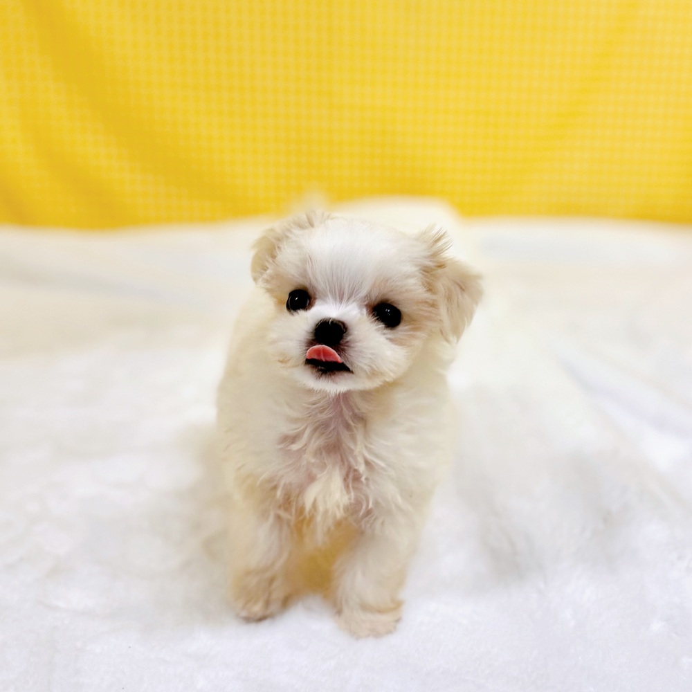 愛知県のマルチーズ (犬の家＆猫の里一宮店/2026年3月15日生まれ/男の子/ホワイト)の子犬の4枚目の画像