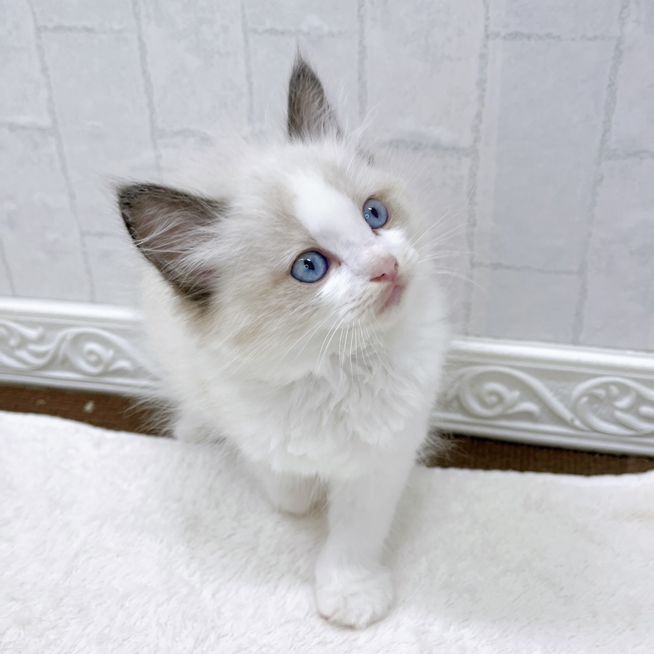 石川県のラグドール (犬の家＆猫の里アミーゴ金沢有松店/2026年3月18日生まれ/男の子/シールポイントバイカラー)の子猫の4枚目の画像