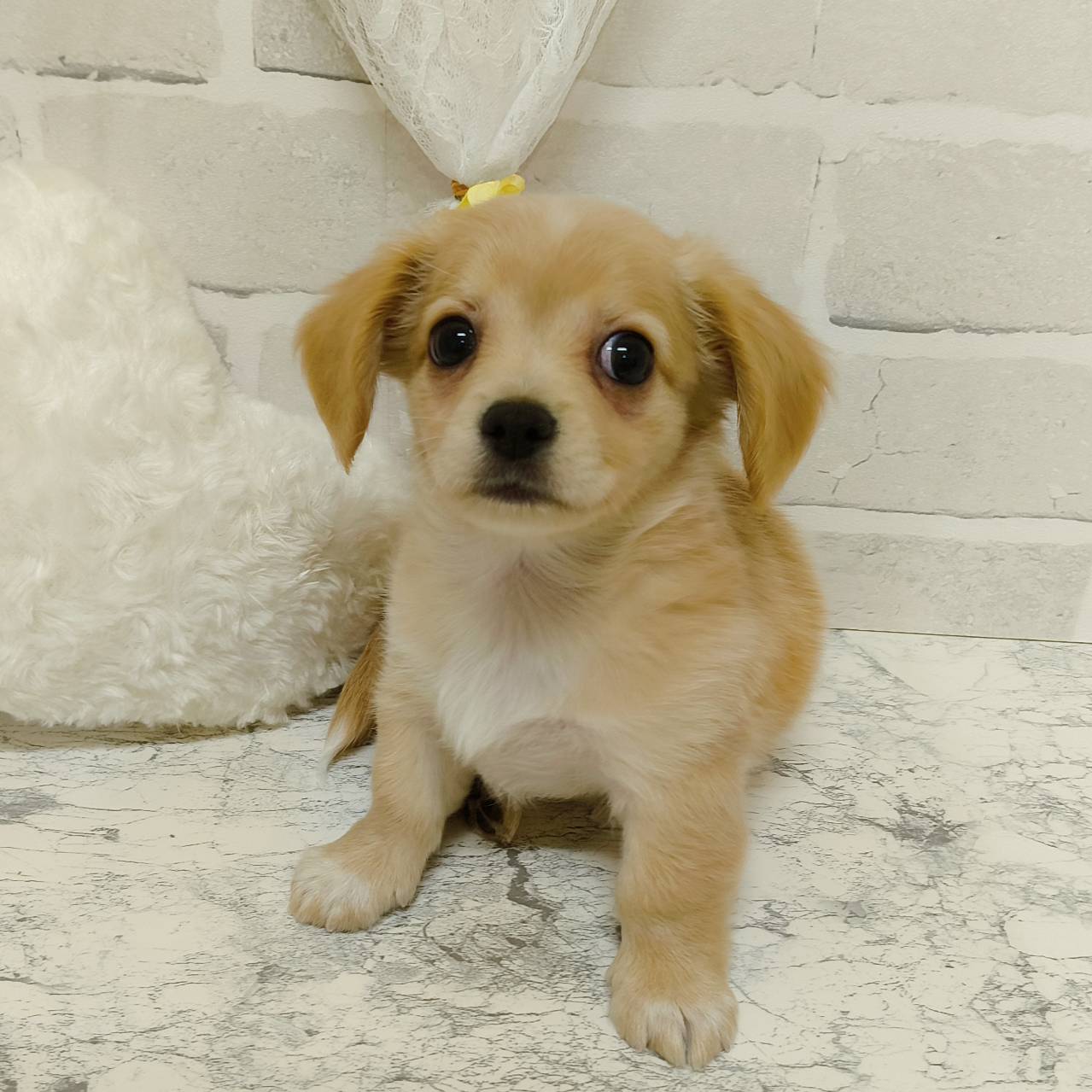 京都府のチワックス(チワワ×ダックス) (犬の家＆猫の里京都精華店/2026年3月14日生まれ/男の子/イエロー)の子犬の4枚目の画像