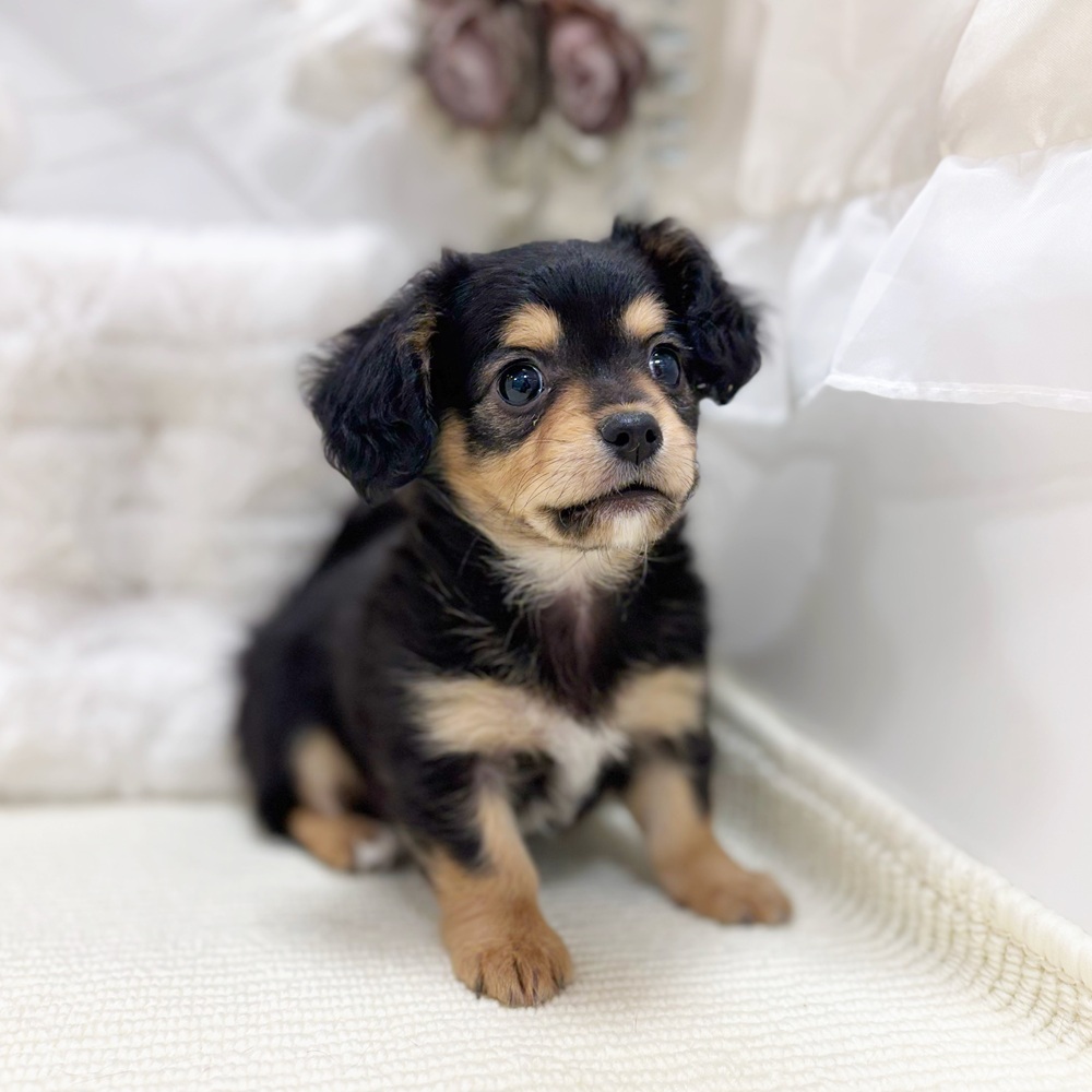 岐阜県のチワックス(チワワ×ダックス) (犬の家＆猫の里カラフルタウン岐阜店/2026年3月14日生まれ/女の子/ブラックタン)の子犬の4枚目の画像