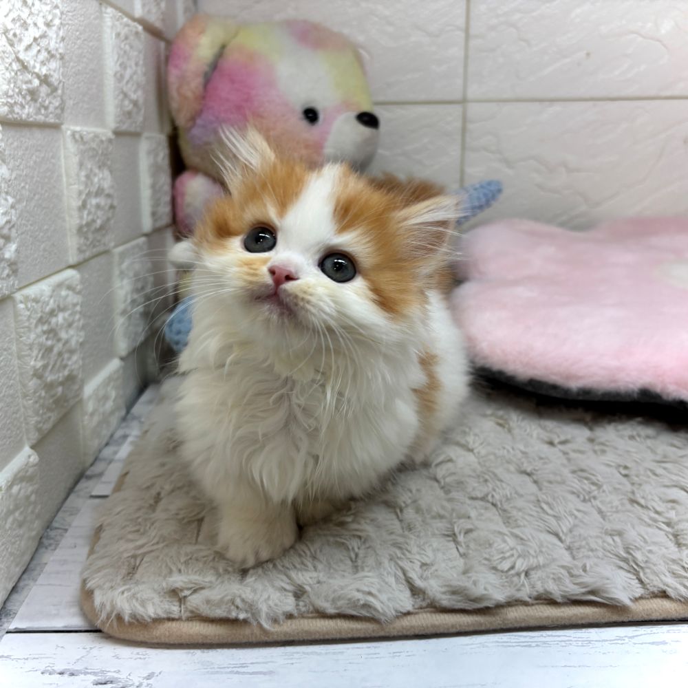 兵庫県のミヌエット (犬の家＆猫の里ゆめタウン姫路店/2026年3月18日生まれ/女の子/レッドタビーホワイト)の子猫の4枚目の画像
