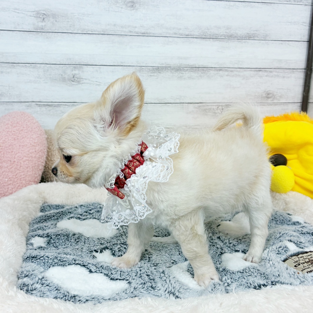 兵庫県のチワワ(ロング) (犬の家＆猫の里川西店/2026年3月17日生まれ/女の子/クリーム)の子犬の4枚目の画像