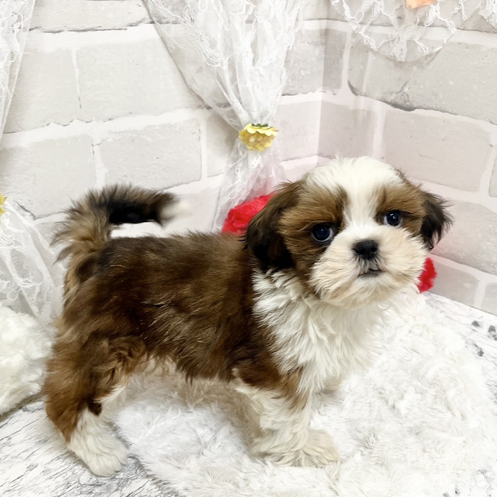京都府のシーズー (犬の家＆猫の里京都精華店/2026年3月18日生まれ/女の子/ゴールドホワイト)の子犬の4枚目の画像