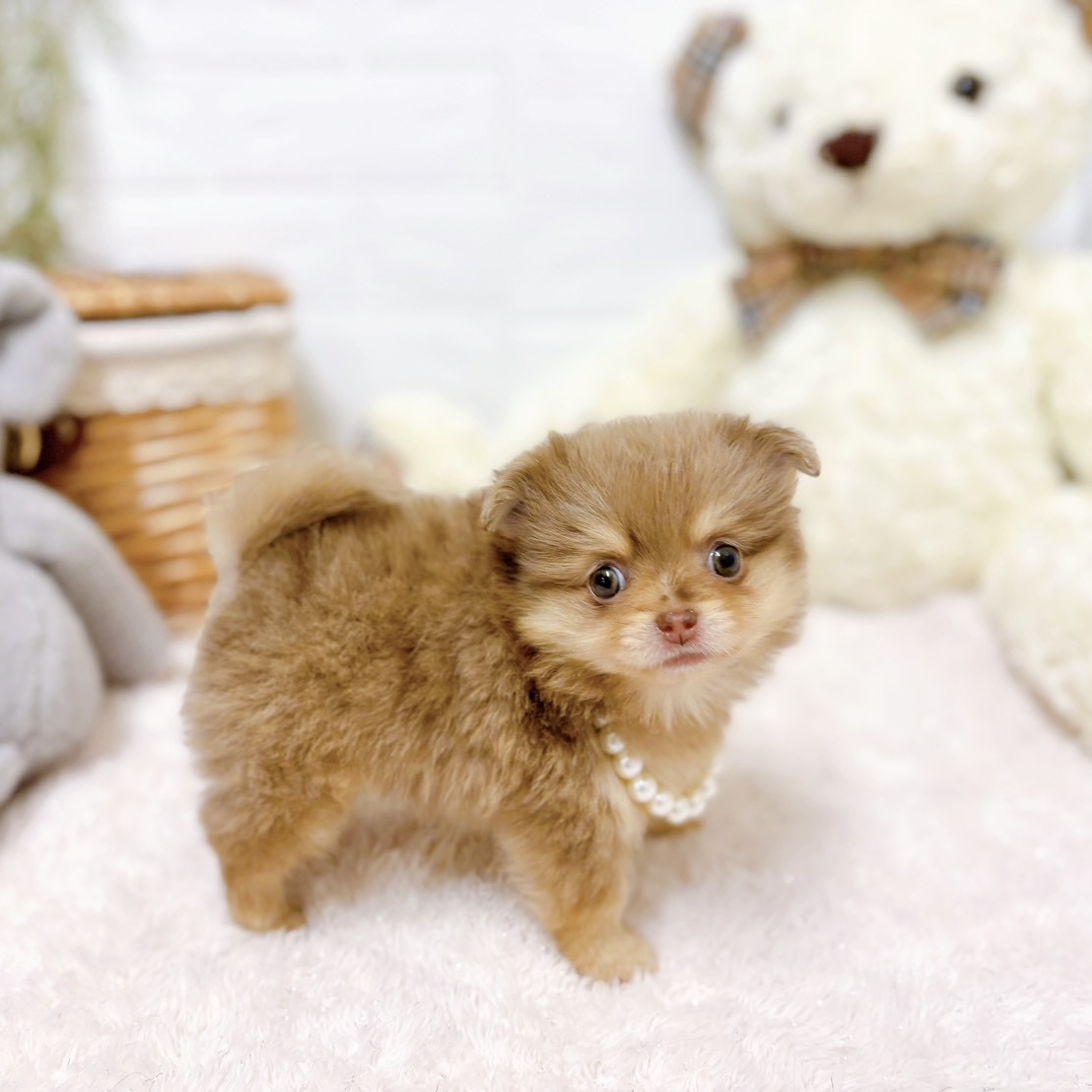 滋賀県のポメチワ/チワポメ/ポメチー(ポメラニアン×チワワ) (犬の家＆猫の里近江八幡店/2026年3月18日生まれ/女の子/チョコレートマール)の子犬の4枚目の画像