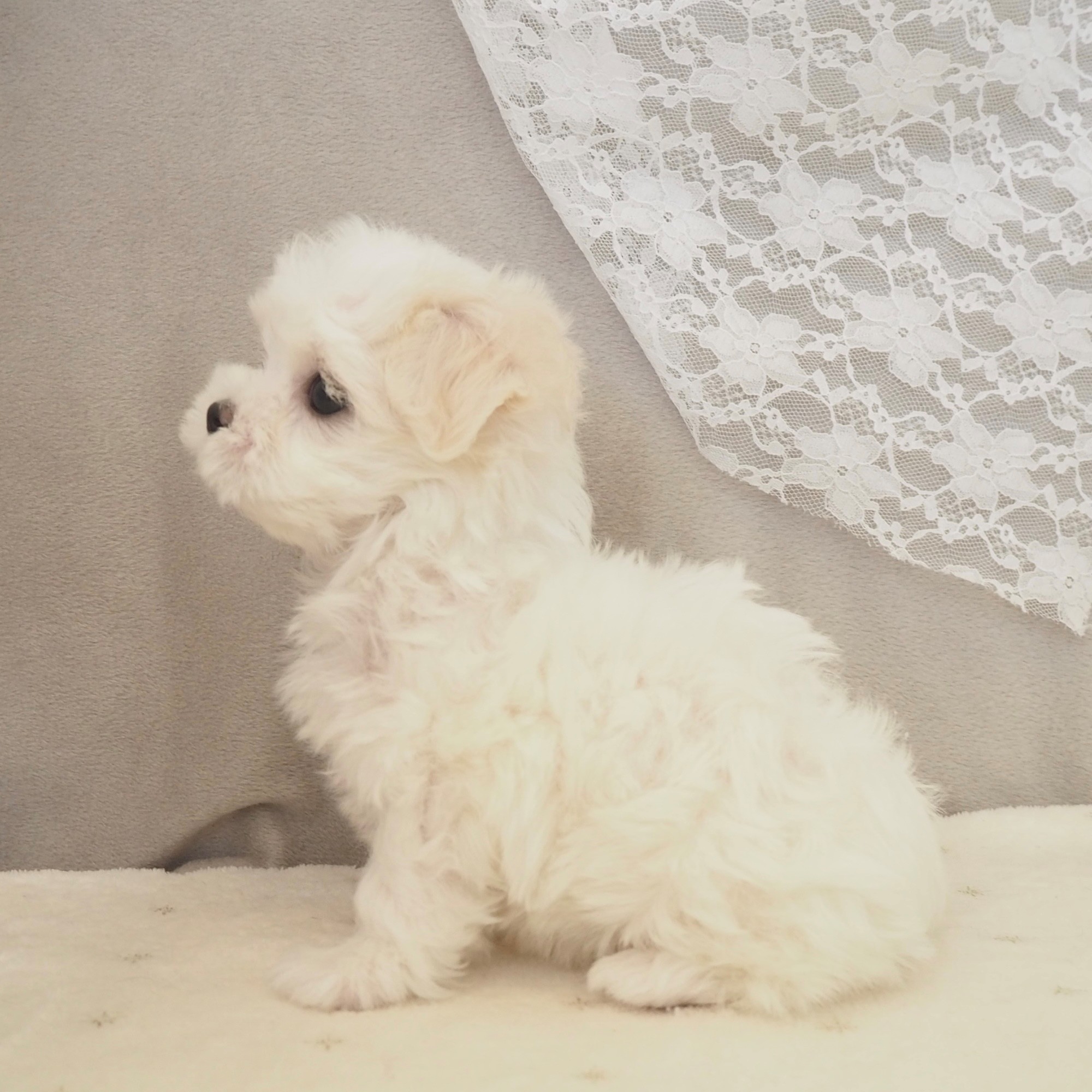 大阪府のマルチーズ (犬の家＆猫の里もりのみやキューズモールBASE店/2026年3月18日生まれ/女の子/ホワイト)の子犬の4枚目の画像