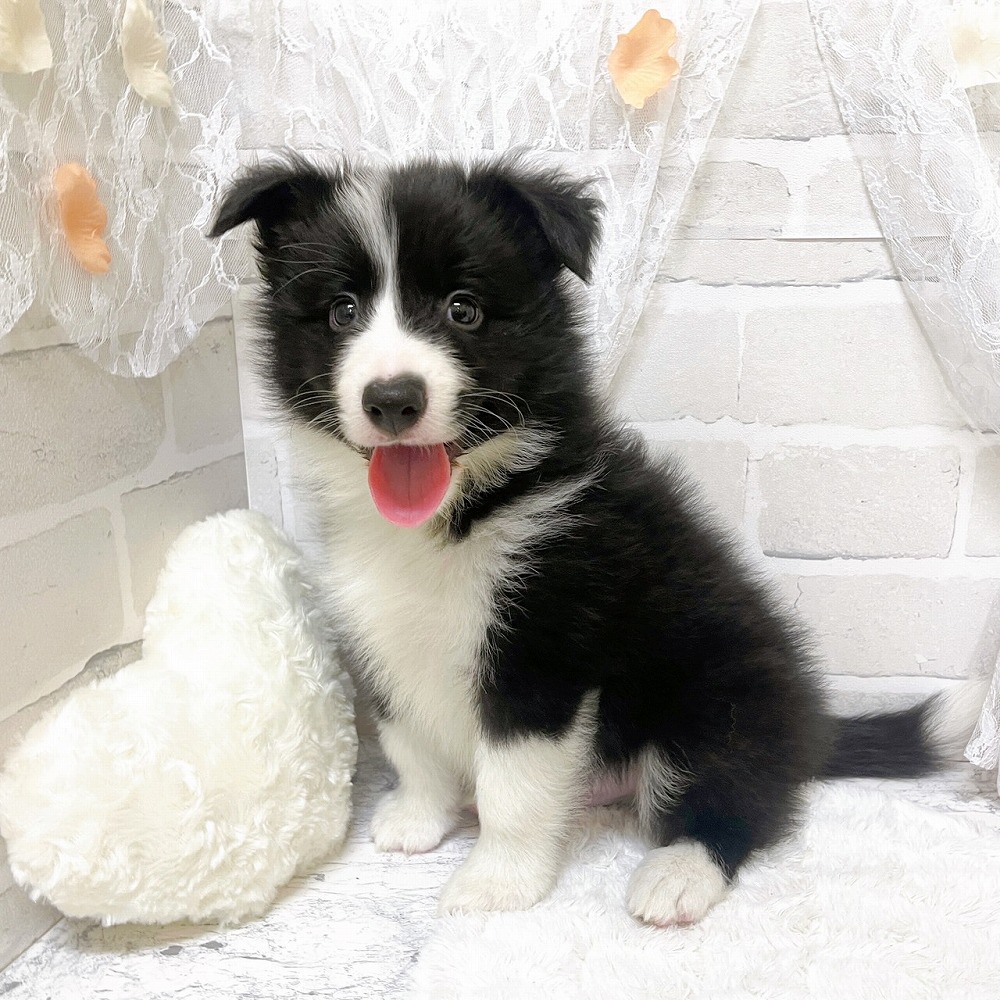 京都府のボーダーコリー (犬の家＆猫の里京都精華店/2026年3月19日生まれ/男の子/ブラックホワイト)の子犬の4枚目の画像