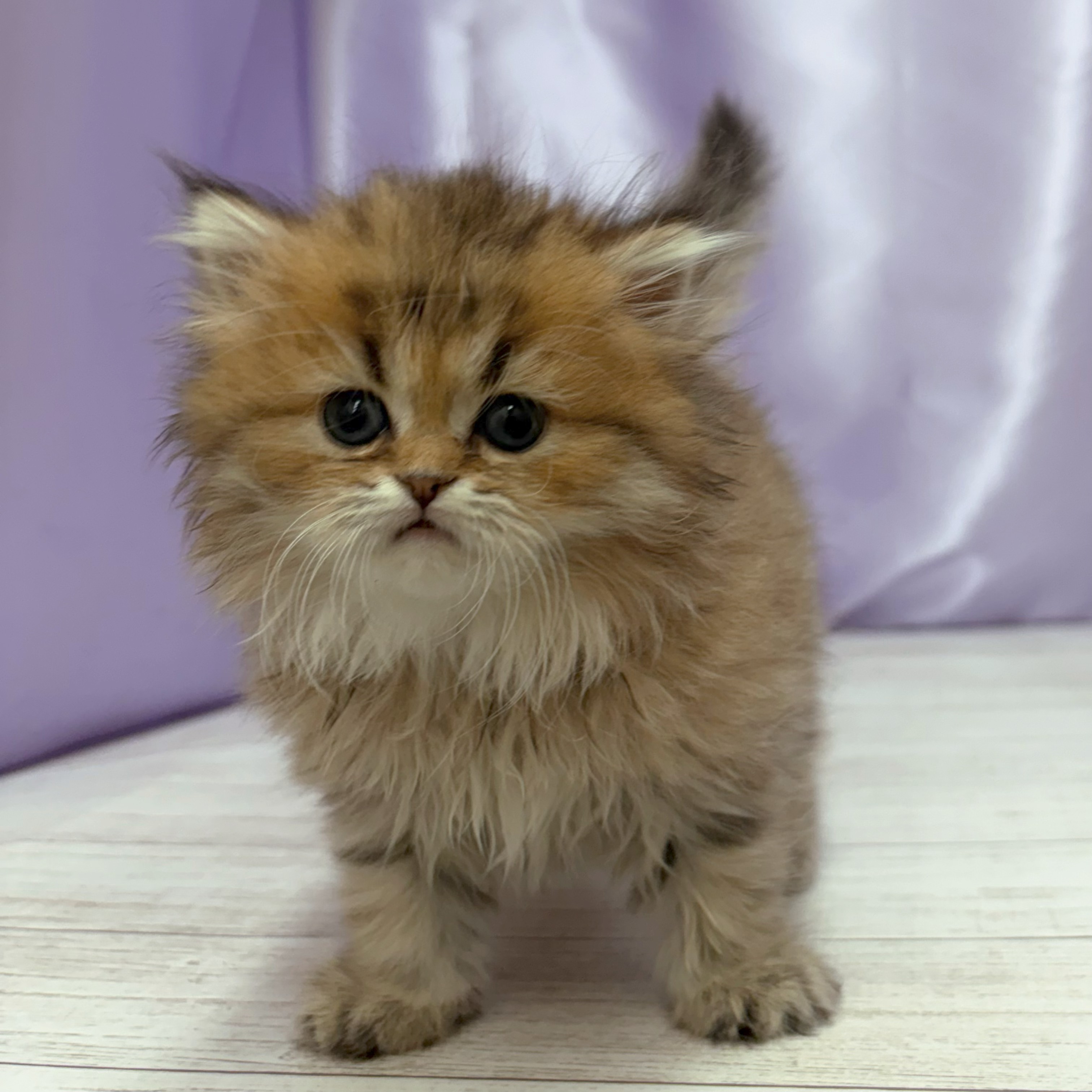 兵庫県のペルシャ (犬の家＆猫の里尼崎店/2026年3月19日生まれ/女の子/チンチラゴールデン)の子猫の4枚目の画像