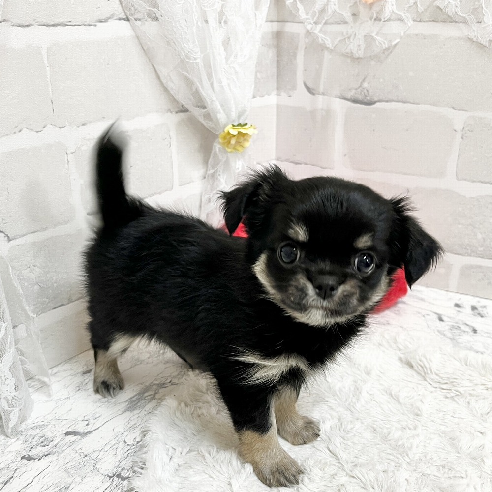 京都府のチワワ(ロング) (犬の家＆猫の里京都精華店/2026年3月18日生まれ/女の子/ブラックタン)の子犬の4枚目の画像