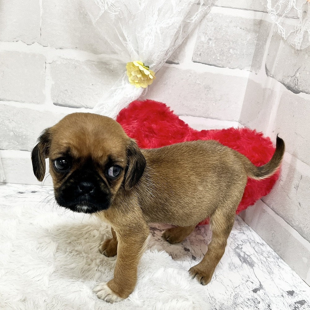 京都府のハーフ犬・ミックス犬 (犬の家＆猫の里京都精華店/2026年3月18日生まれ/女の子/レッド)の子犬の4枚目の画像