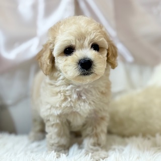 兵庫県のビションプー(ビションフリーゼ×プードル) (犬の家＆猫の里カナート西神戸店/2026年3月18日生まれ/女の子/クリーム)の子犬の4枚目の画像
