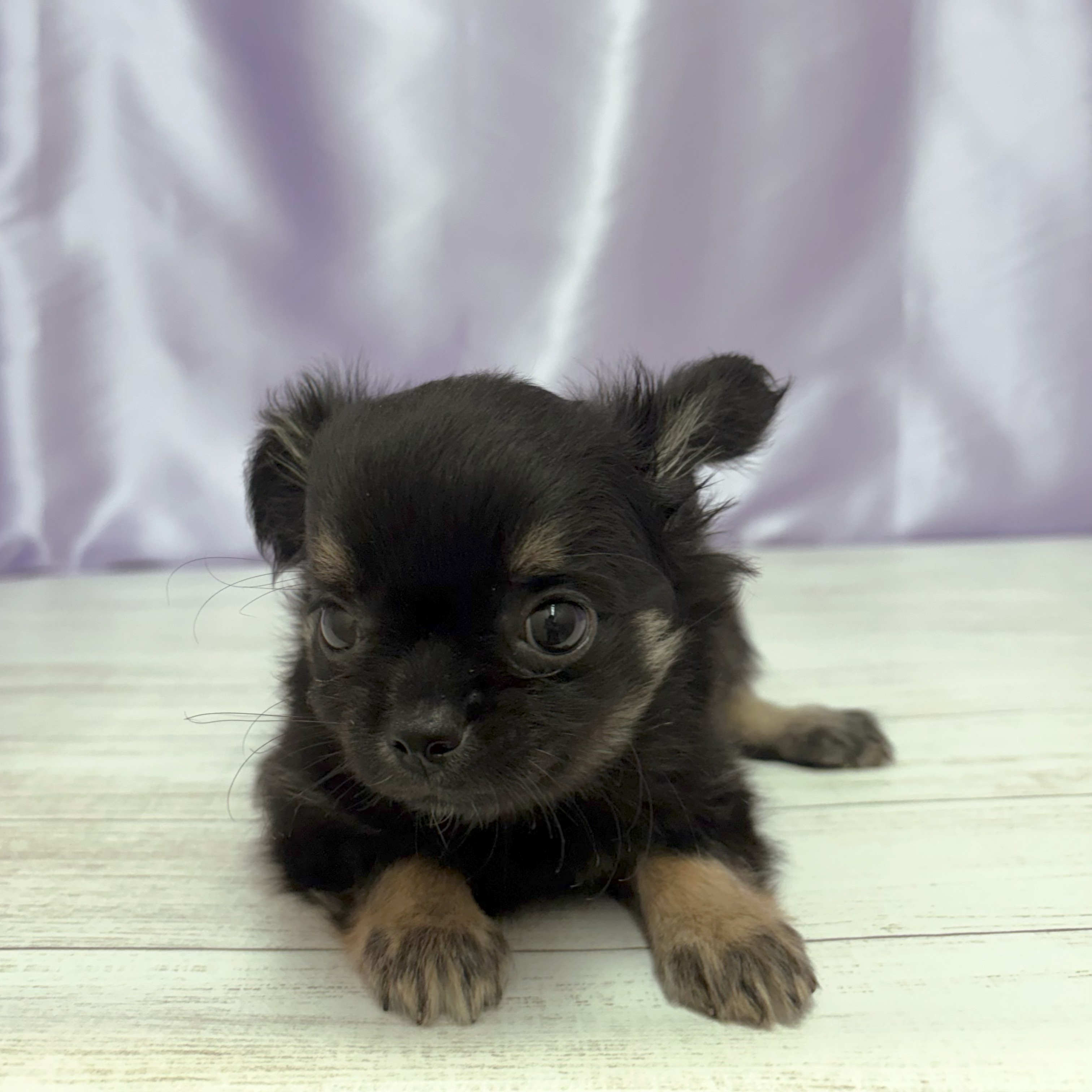 兵庫県のチワワ(ロング) (犬の家＆猫の里尼崎店/2026年3月19日生まれ/男の子/ブラックタン)の子犬の4枚目の画像