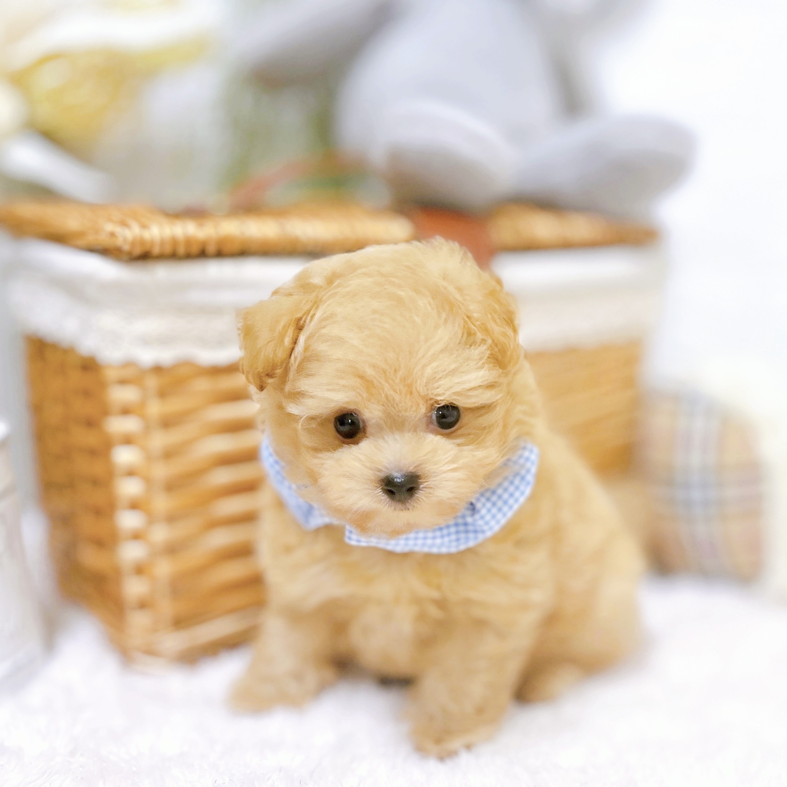 滋賀県のポメプー(ポメラニアン×プードル) (犬の家＆猫の里近江八幡店/2026年3月19日生まれ/男の子/アプリコット)の子犬の4枚目の画像