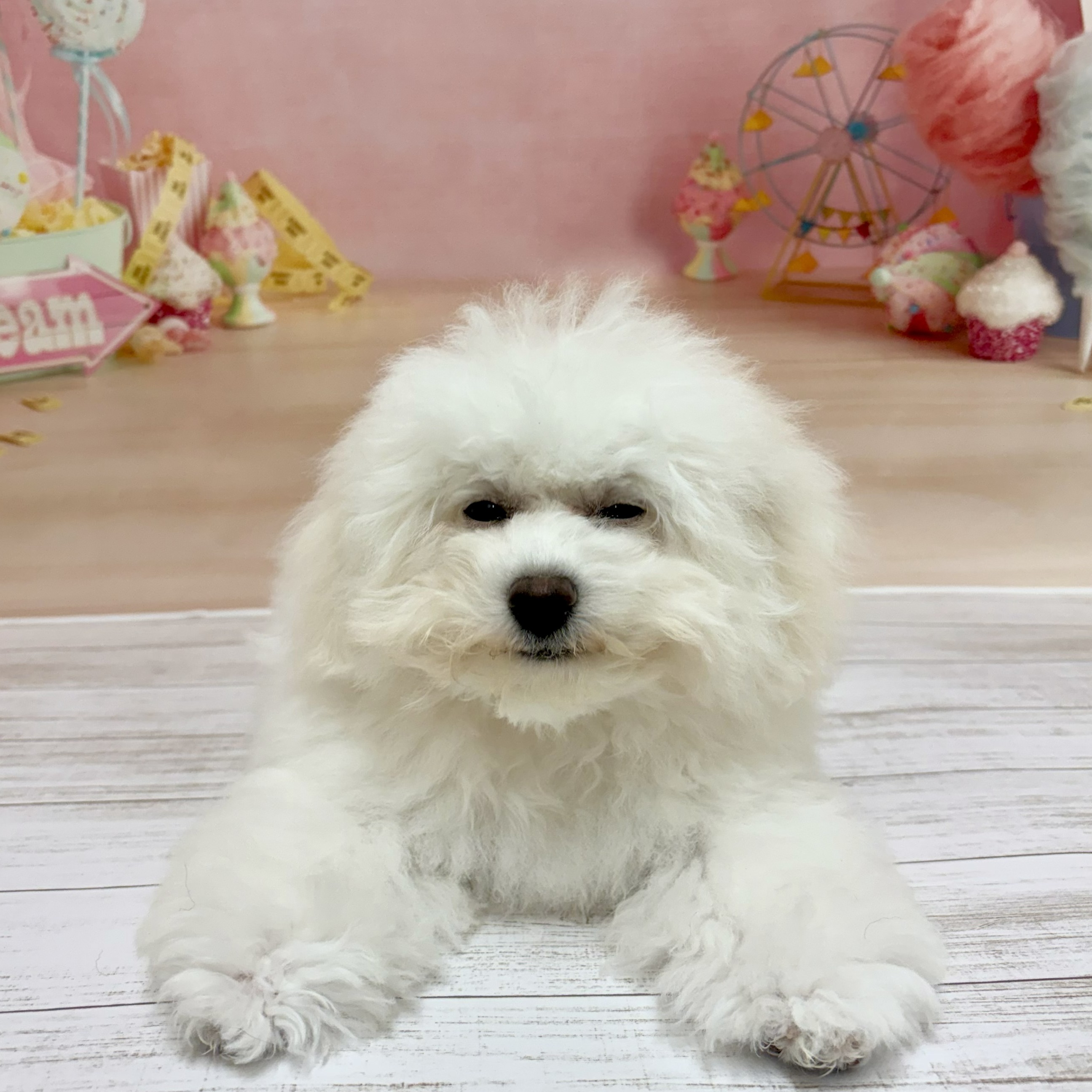 兵庫県のビションフリーゼ (犬の家＆猫の里尼崎店/2026年3月11日生まれ/男の子/ホワイト)の子犬の1枚目の画像