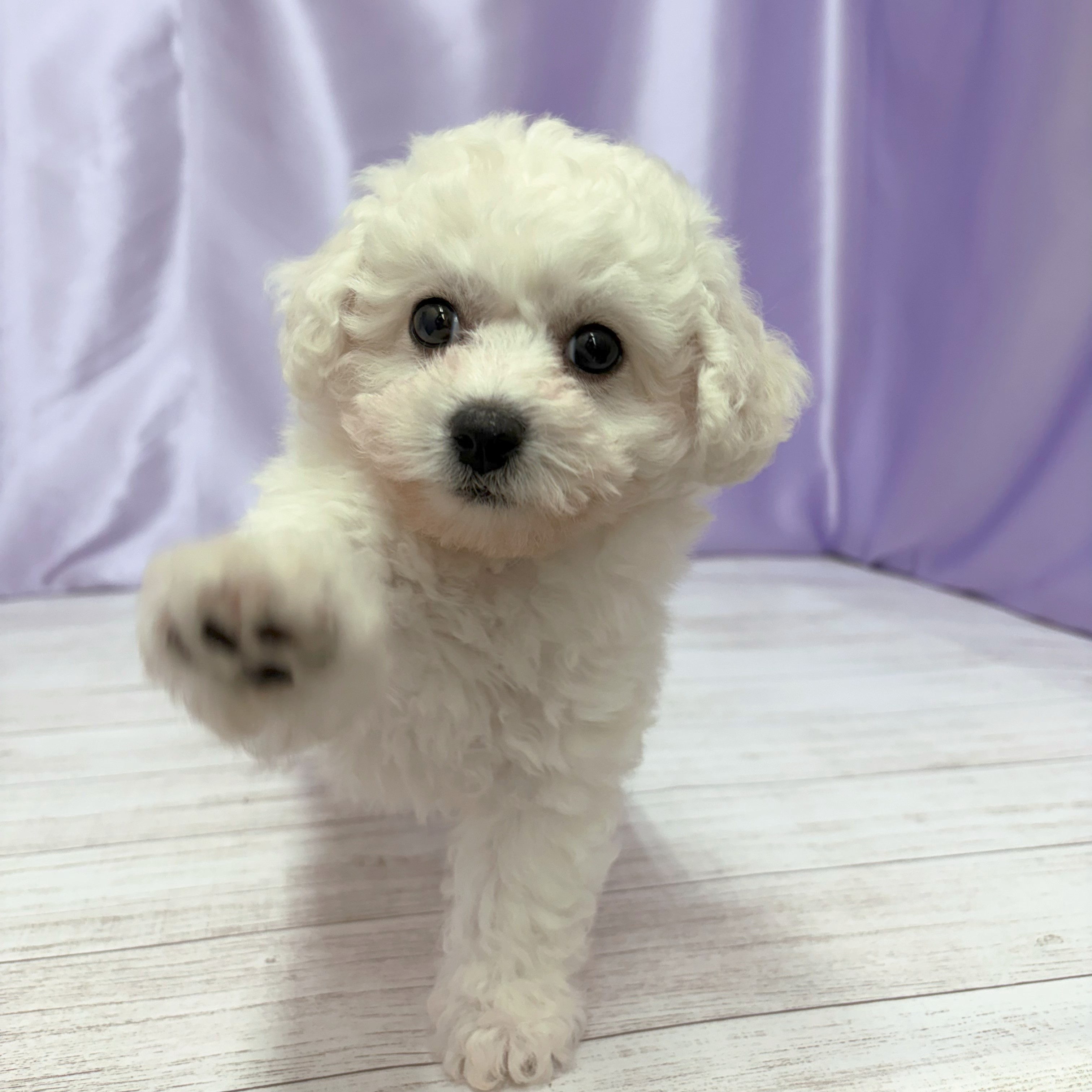 兵庫県のビションフリーゼ (犬の家＆猫の里尼崎店/2026年3月11日生まれ/男の子/ホワイト)の子犬の4枚目の画像