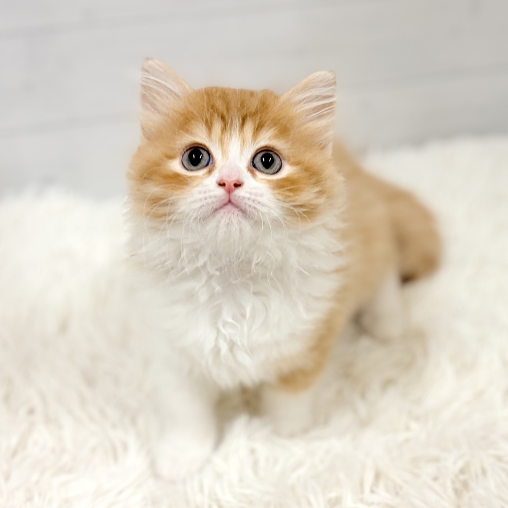 愛知県のサイベリアン (犬の家＆猫の里豊田店/2026年3月10日生まれ/男の子/レッドタビーホワイト)の子猫の4枚目の画像