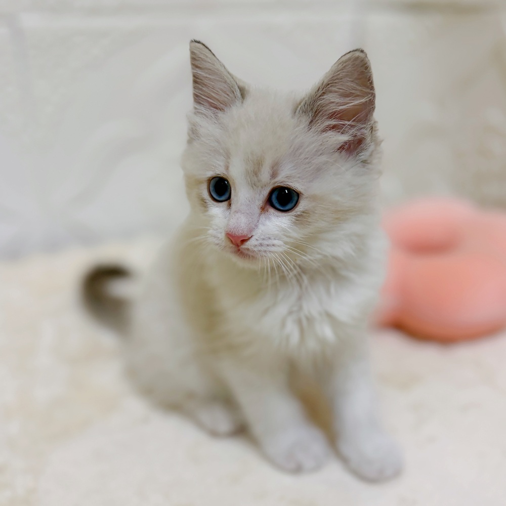 愛知県のラグドール (犬の家＆猫の里岡崎店/2026年3月11日生まれ/女の子/ブルーポイントバイカラー)の子猫の4枚目の画像