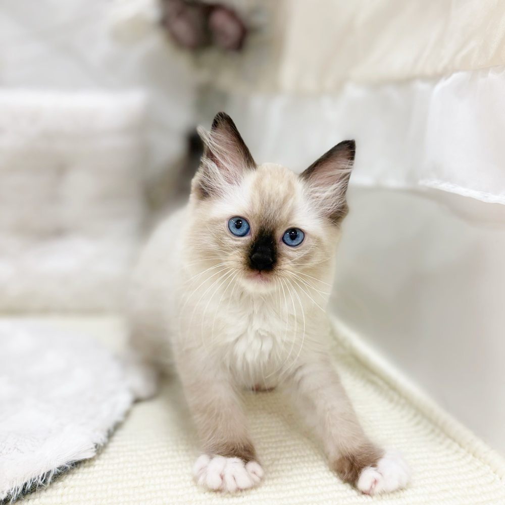 岐阜県のラグドール (犬の家＆猫の里カラフルタウン岐阜店/2026年3月16日生まれ/男の子/シールポイントミテッド)の子猫の4枚目の画像