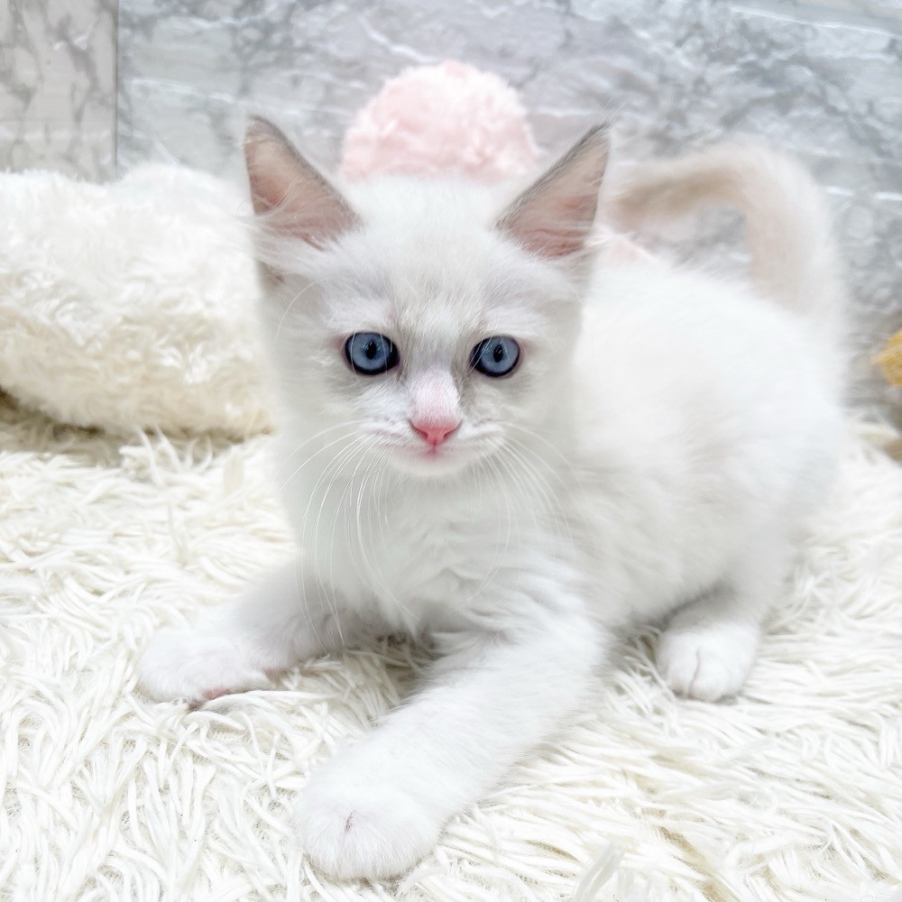 愛知県のラグドール (犬の家＆猫の里MiO香久山店/2026年3月20日生まれ/男の子/ブルーポイントバイカラー)の子猫の4枚目の画像