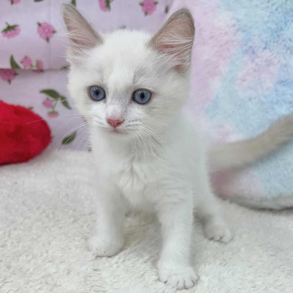 愛知県のラグドール (犬の家＆猫の里エアポートウォーク店/2026年3月20日生まれ/男の子/ブルーポイントバイカラー)の子猫の1枚目の画像