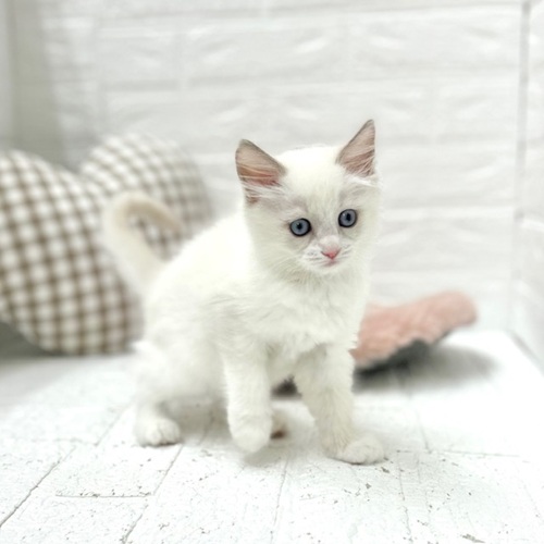 愛知県のラグドール (犬の家＆猫の里豊川インター店/2026年3月20日生まれ/女の子/ブルーポイントバイカラー)の子猫の4枚目の画像