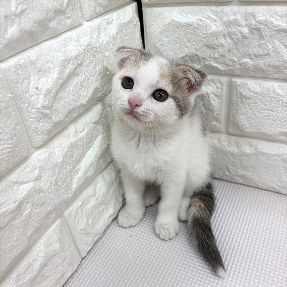 愛知県のスコティッシュフォールド (犬の家＆猫の里MEGAドン・キホーテ東海名和店/2026年3月21日生まれ/女の子/ブルーパッチドタビーホワイト)の子猫の4枚目の画像