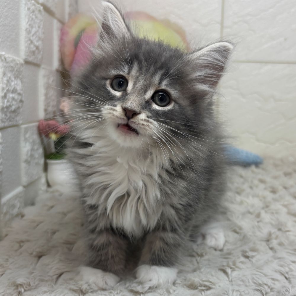 兵庫県のノルウェージャンフォレストキャット (犬の家＆猫の里ゆめタウン姫路店/2026年3月19日生まれ/女の子/ブルータビーホワイト)の子猫の1枚目の画像