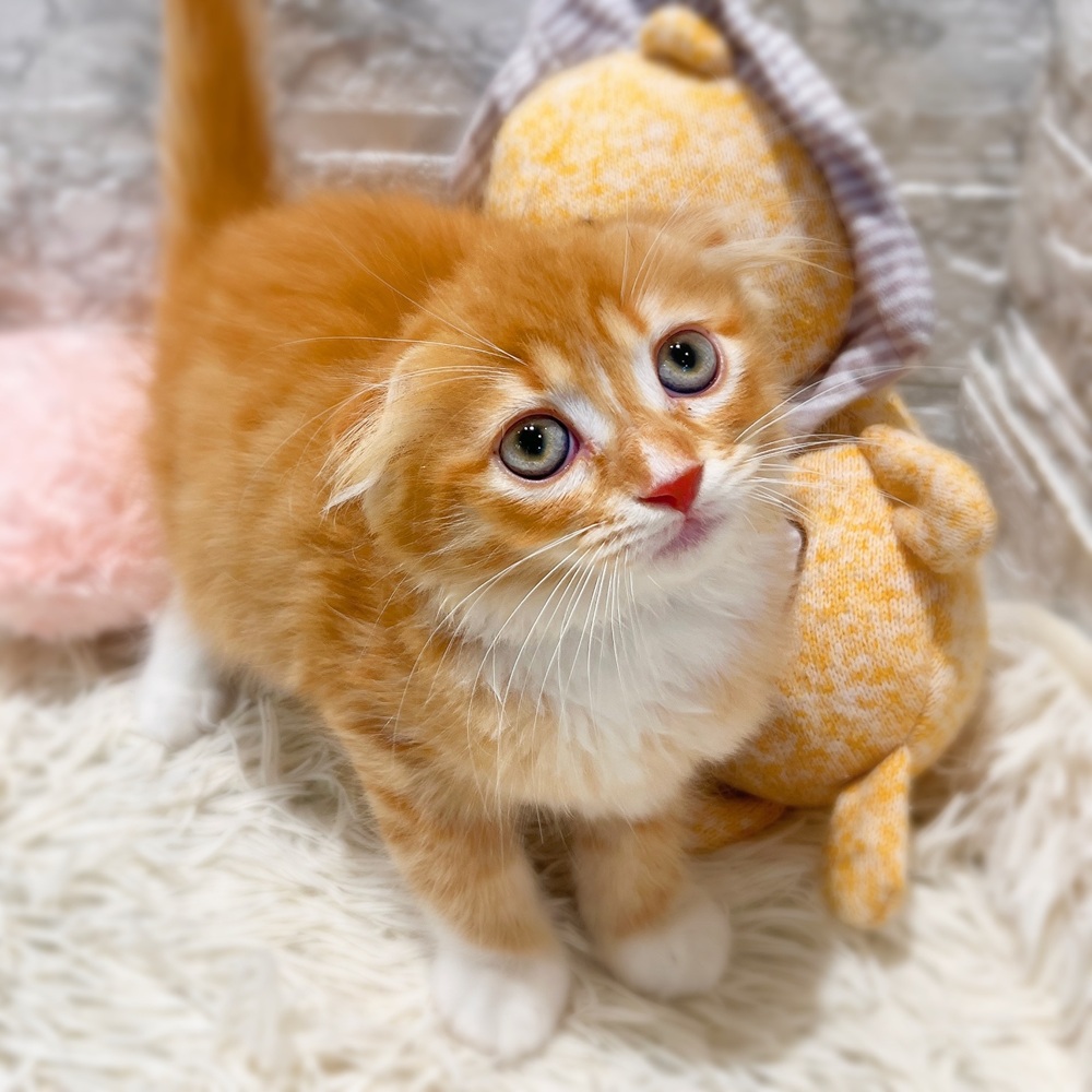愛知県のスコティッシュフォールド (犬の家＆猫の里MiO香久山店/2026年3月18日生まれ/女の子/レッドタビーホワイト)の子猫の4枚目の画像