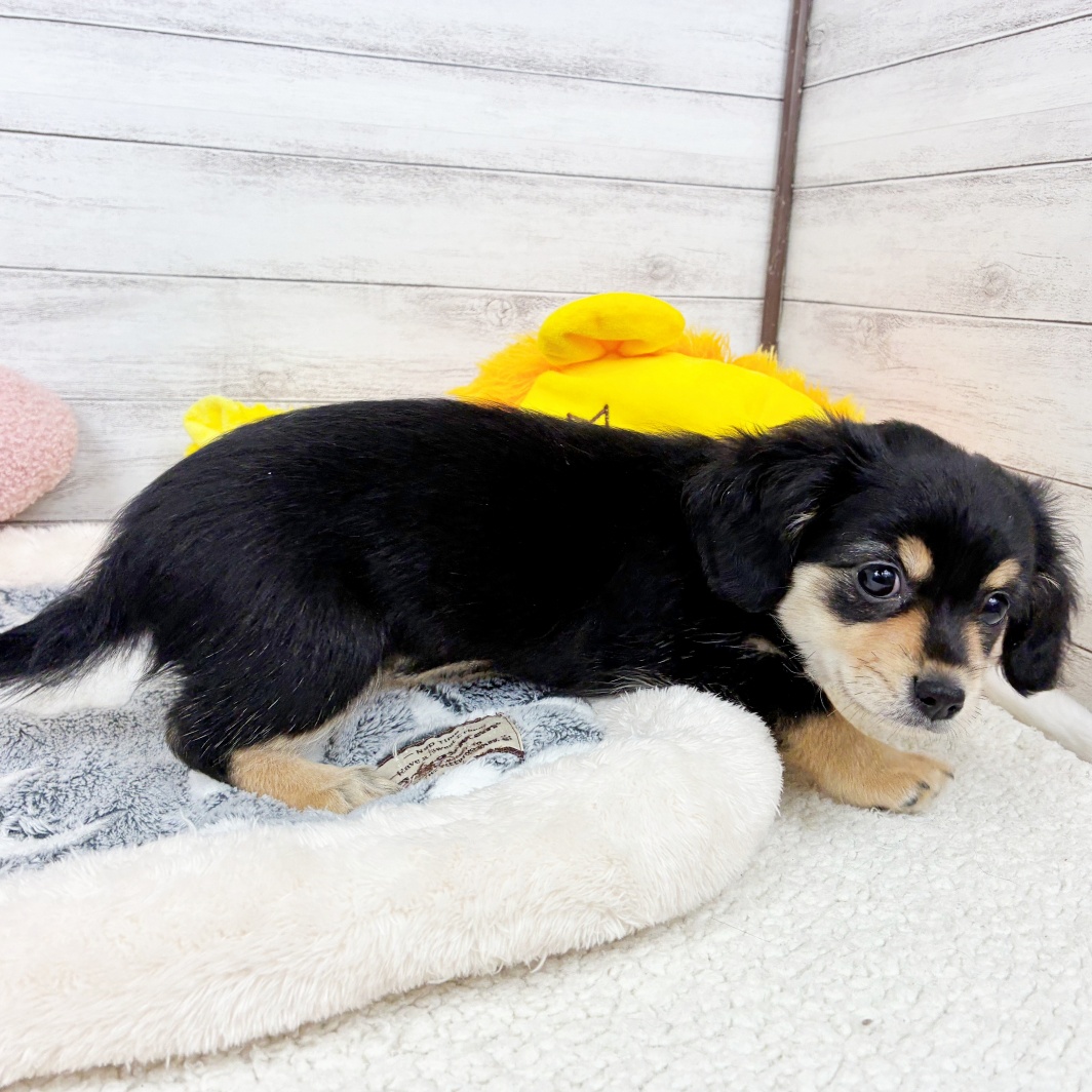 兵庫県のチワックス(チワワ×ダックス) (犬の家＆猫の里川西店/2026年3月16日生まれ/女の子/ブラッククリーム)の子犬の4枚目の画像