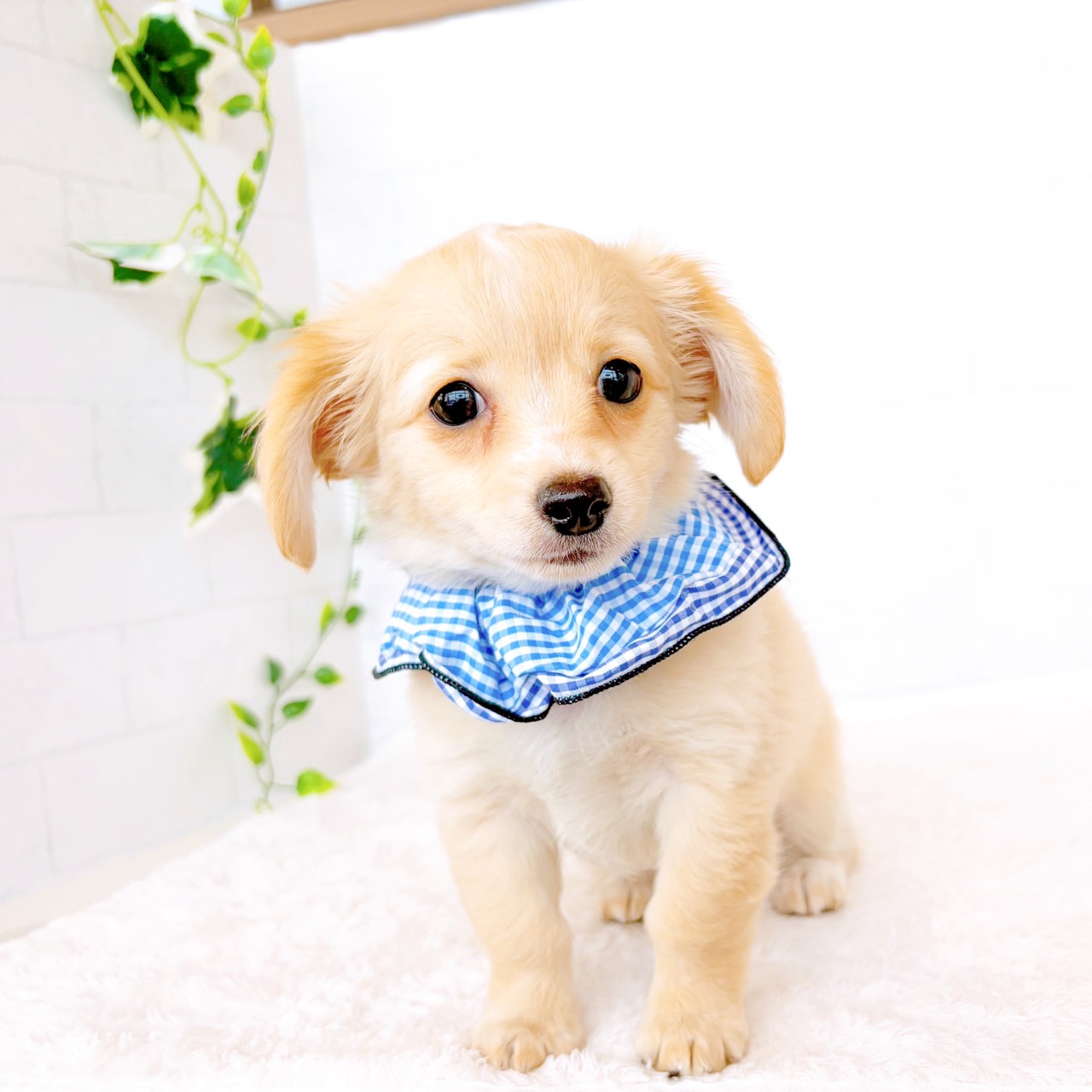 石川県のチワックス(チワワ×ダックス) (犬の家＆猫の里金沢店/2026年3月20日生まれ/男の子/クリームホワイト)の子犬の4枚目の画像