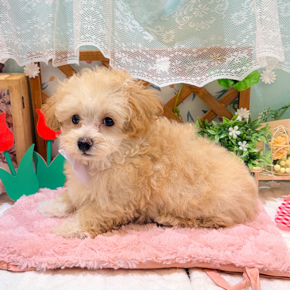 静岡県のマルプー(マルチーズ×プードル) (犬の家＆猫の里富士店/2026年3月22日生まれ/男の子/アプリコット)の子犬の4枚目の画像