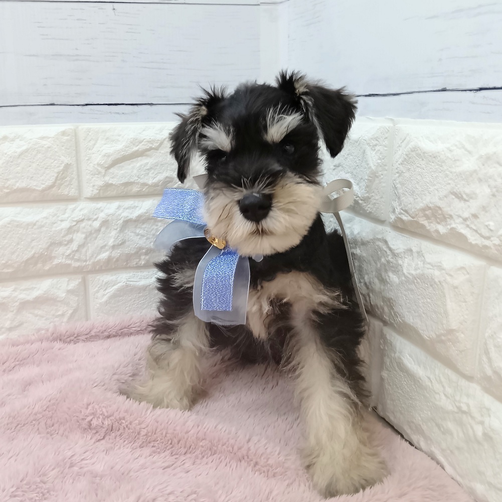 静岡県のミニチュアシュナウザー (犬の家＆猫の里アミーゴ浜松和田店/2026年3月22日生まれ/男の子/ブラックシルバー)の子犬の1枚目の画像