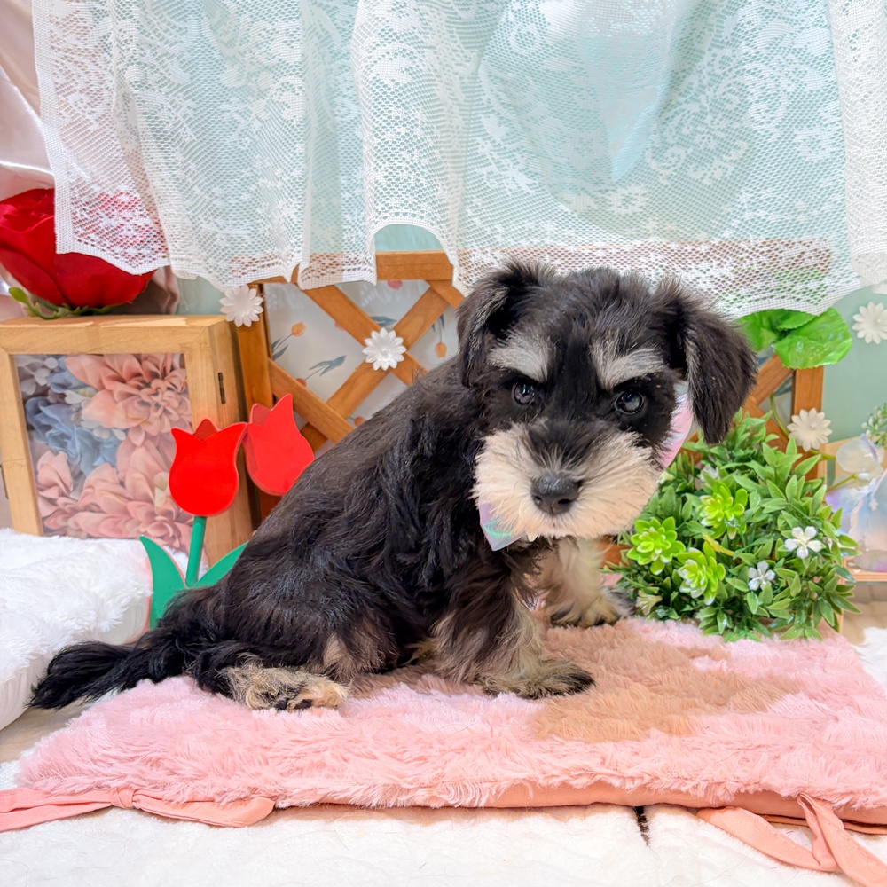 静岡県のミニチュアシュナウザー (犬の家＆猫の里富士店/2026年3月22日生まれ/女の子/ブラックシルバー)の子犬の4枚目の画像