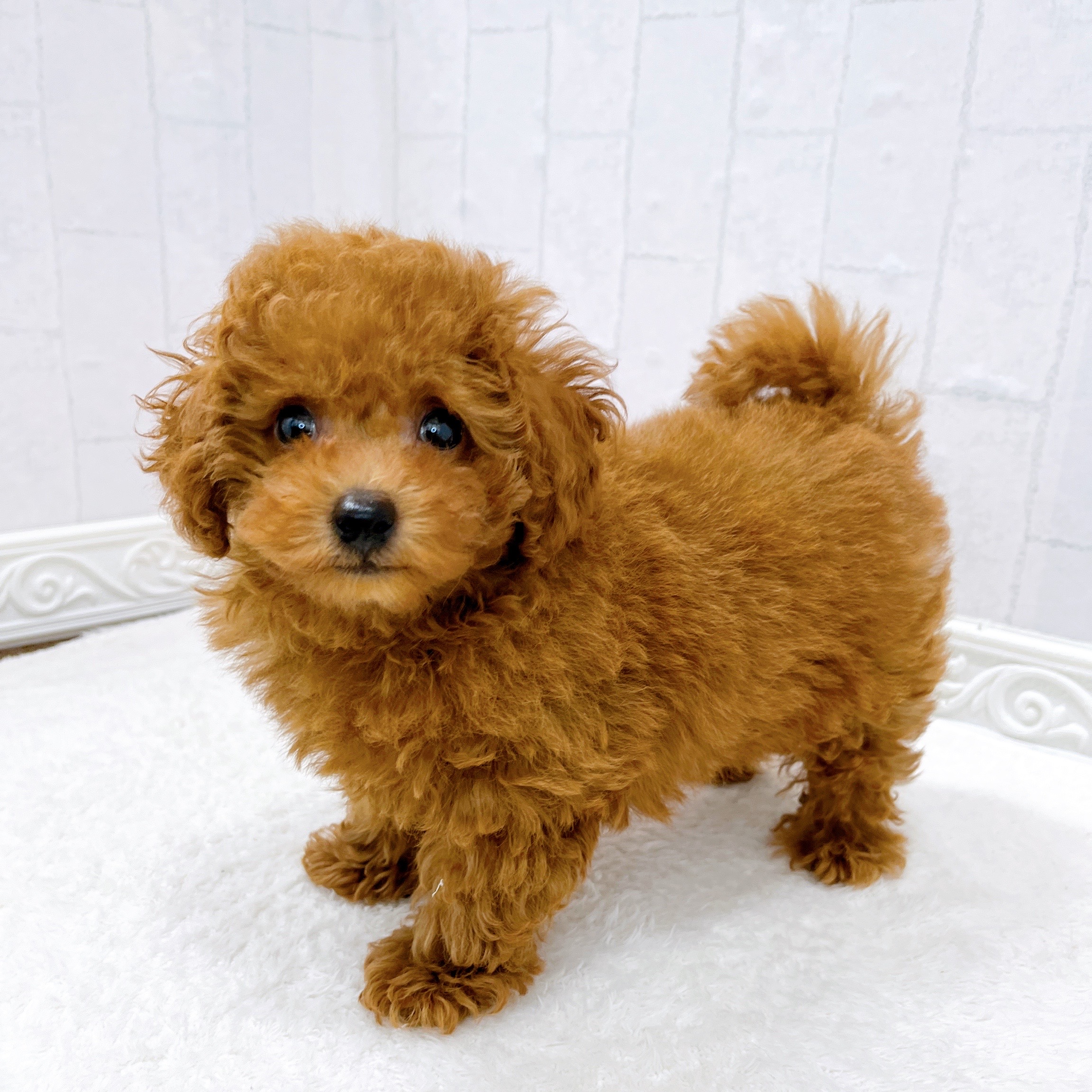 石川県のトイプードル(トイ) (犬の家＆猫の里アミーゴ金沢有松店/2026年3月22日生まれ/男の子/レッドフォーン)の子犬の4枚目の画像