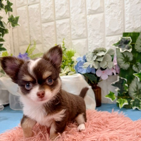 岡山県のチワワ(ロング) (犬の家＆猫の里倉敷店/2026年3月22日生まれ/男の子/チョコレートホワイトタン)の子犬の4枚目の画像