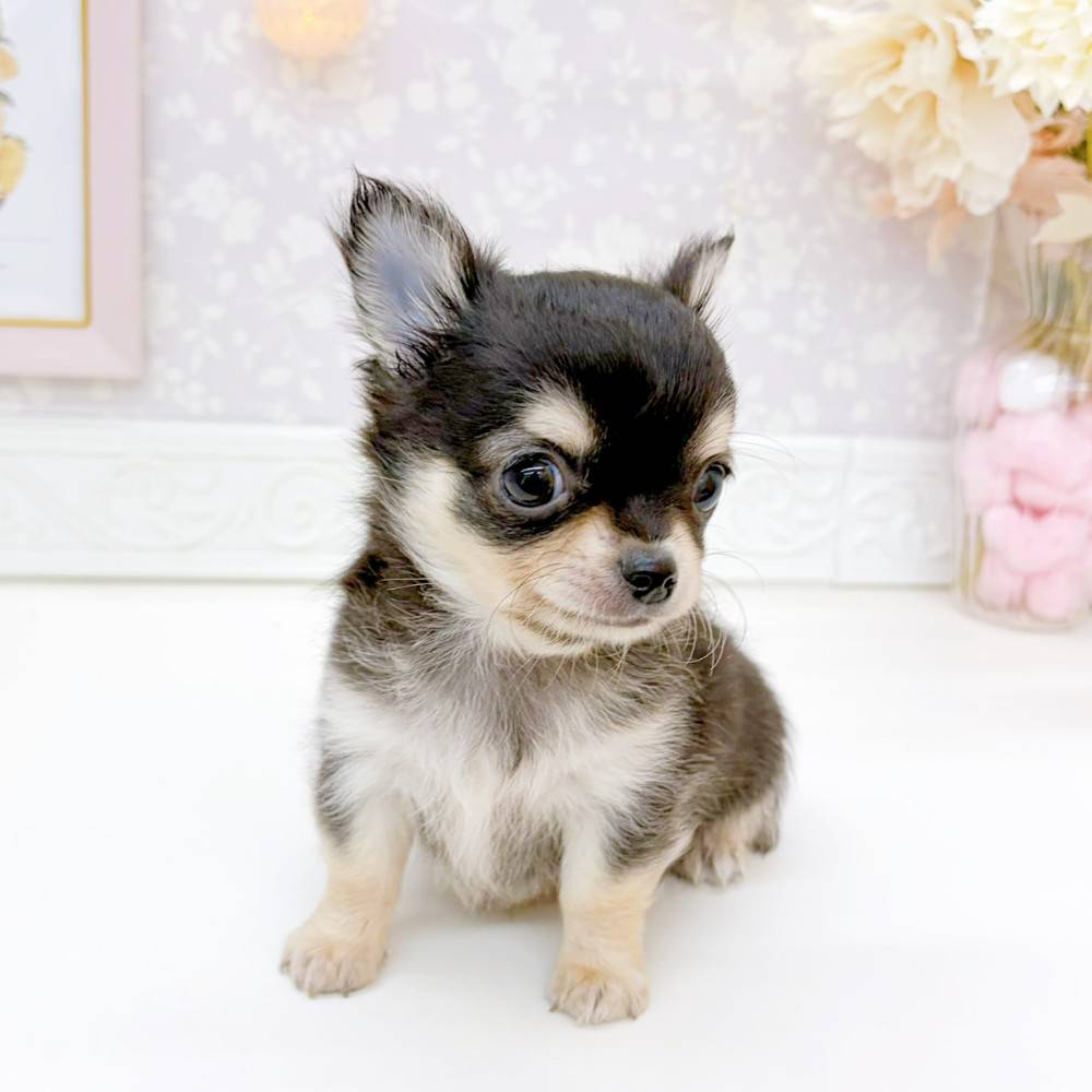 富山県のチワワ(ロング) (犬の家＆猫の里富山店/2026年3月22日生まれ/男の子/ブラックタン)の子犬の4枚目の画像