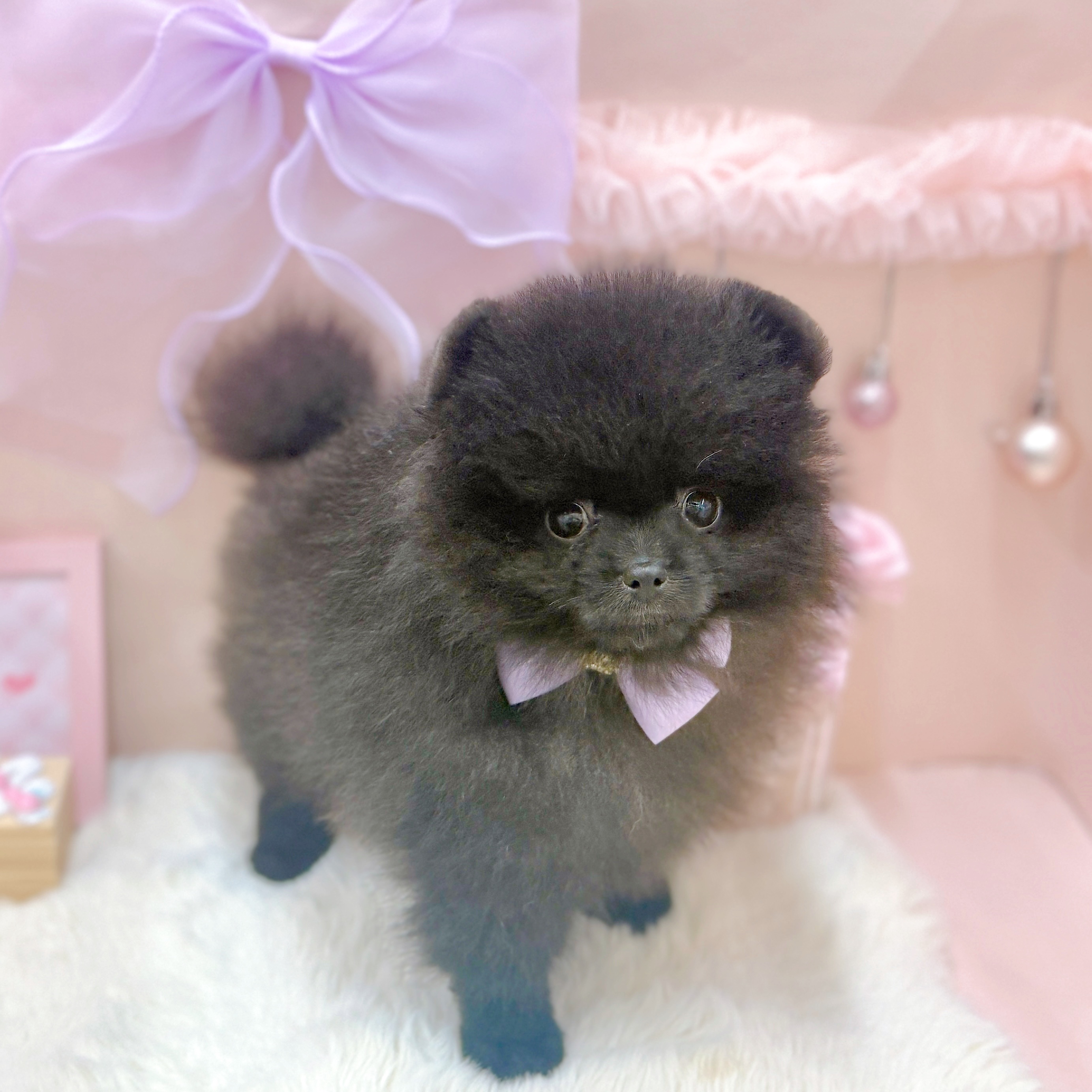 福井県のポメラニアン (犬の家＆猫の里アミーゴ福井大和田店/2026年3月18日生まれ/女の子/ブラック)の子犬の4枚目の画像