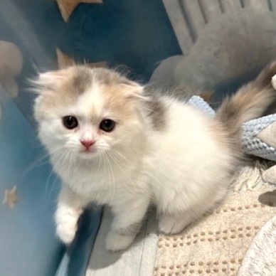 福岡県のスコティッシュフォールド (犬の家＆猫の里トリアス久山店/2026年3月21日生まれ/女の子/ブルーパッチドタビーホワイト)の子猫の4枚目の画像